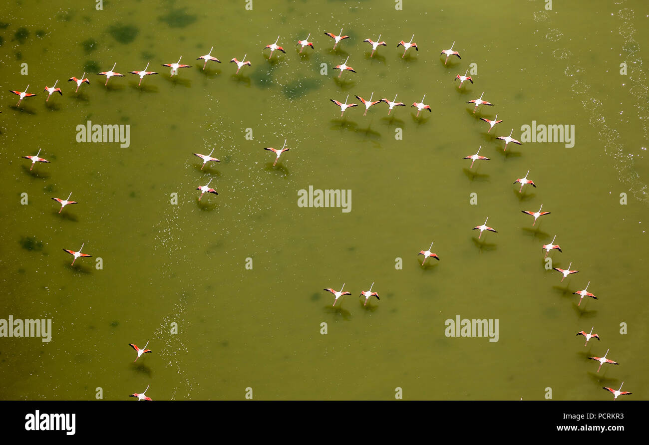 Camargue, Flamingos über dem niedrigen Gewässern der Camargue, Flamingos (Phoenicopteridae), Greater Flamingo (Phoenicopterus Roseus), Saintes-Maries-de-la-Mer, Bouches-du-Rhône der Region Provence-Alpes-Côte d'Azur, Frankreich Stockfoto