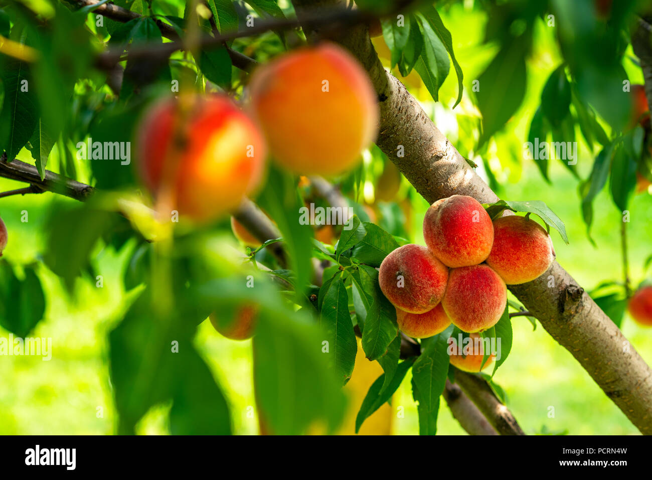 Reife Pfirsiche auf einem Baum Stockfoto