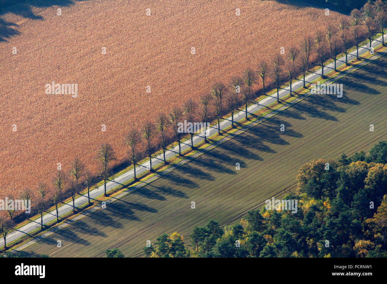 Luftaufnahme, Eversumer Straße Grove im Herbst mit Maisfeld und Schatten, Baum Schatten, Olfen, Ruhrgebiet, Nordrhein-Westfalen, Deutschland, Europa Stockfoto