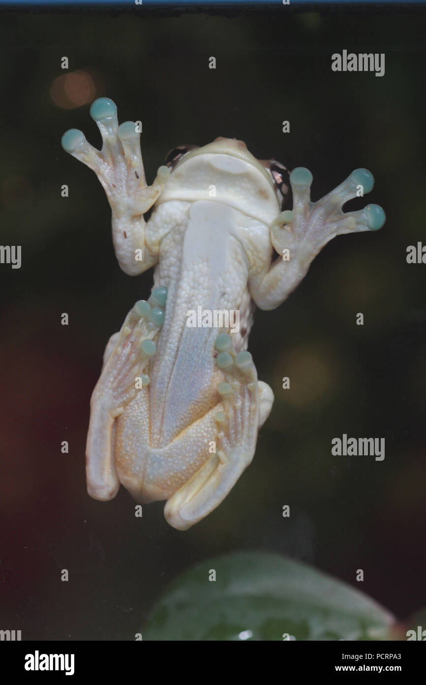 Mission golden-eyed Tree Frog sitzen auf einem Feld, Unterseite Stockfoto