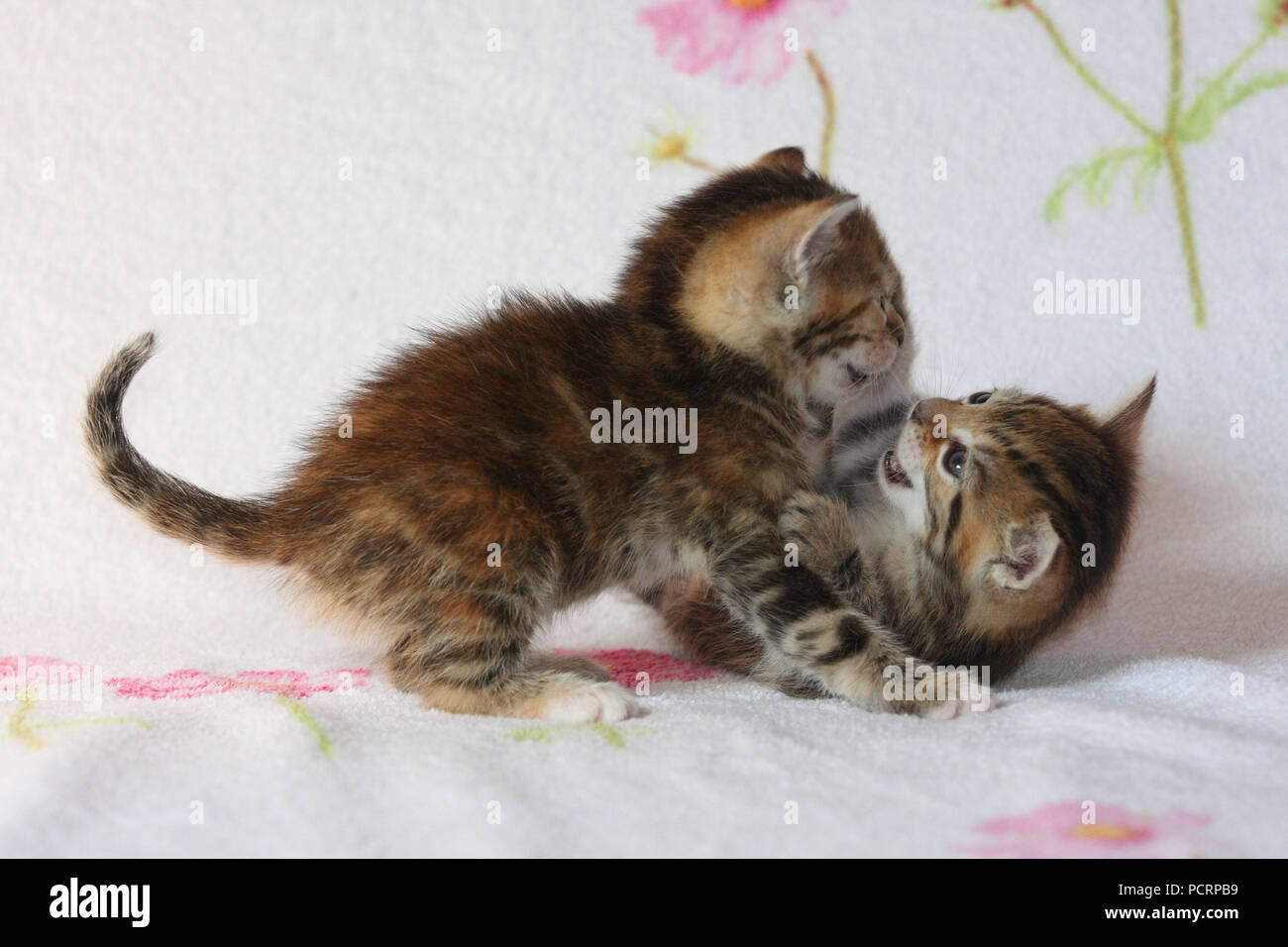 Zwei junge Katzen spielen Stockfoto