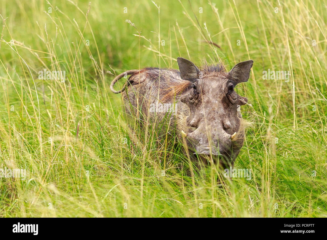 Big hairy Warzenschwein beobachtete aus dem grünen Gras, Khama Rhino Sanctuary Erhaltung, Botswana Stockfoto