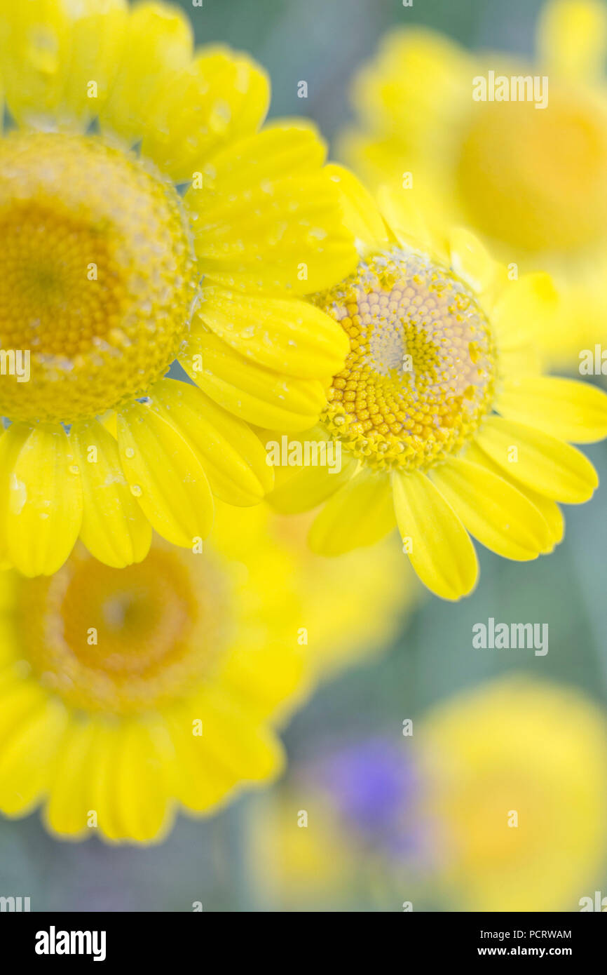 Mehrere Blüten der Farbstoff Kamille (Anthemis dolmetsch), Medium close-up, Stockfoto