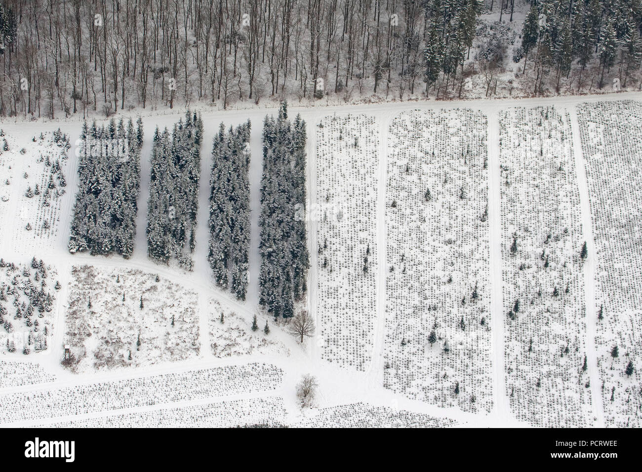 Luftaufnahme, Gärtnerei im Winter, jungen Wald Schutz, Arnsberg, Sauerland, Nordrhein-Westfalen, Deutschland, Europa Stockfoto