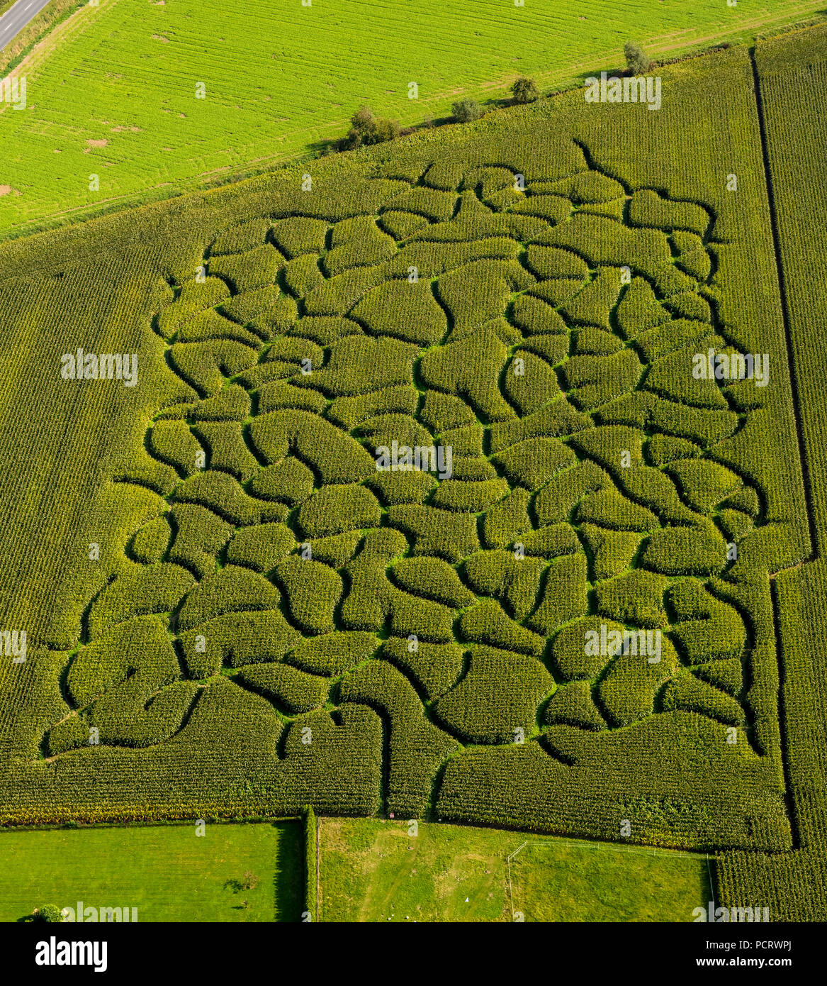 Mais Labyrinth auf einem Feld in der Nähe von Bad Sassendorf, Landwirtschaft, Landwirtschaft, Soest, Westfalen, Nordrhein-Westfalen, Deutschland Stockfoto