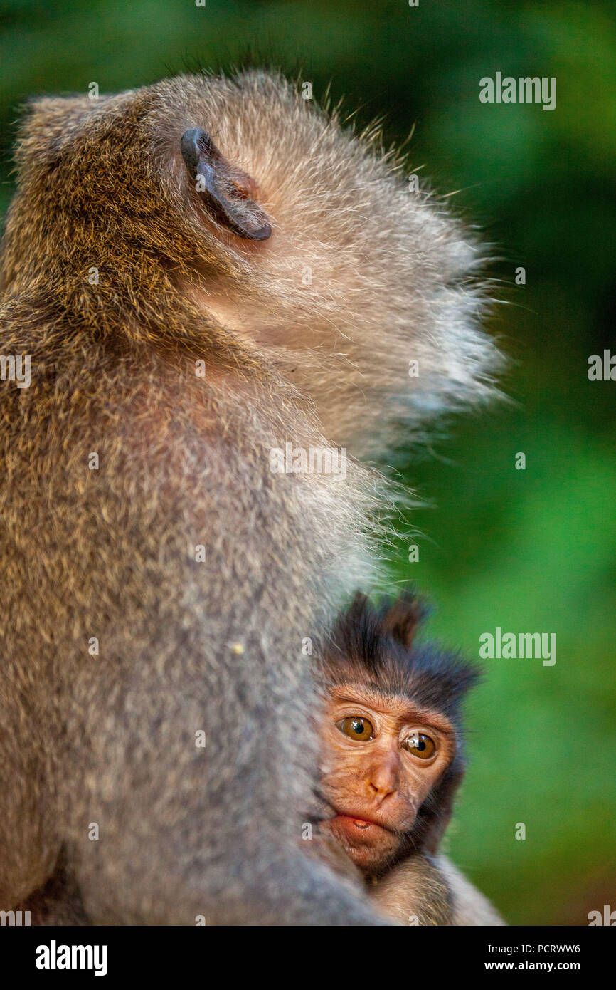 Long-tailed Makaken (Macaca fascicularis), Affe Familie mit Babys, monkey baby, Steinmauer, Affenwald von Ubud, Heilige Affenwaldstation, Padangtegal, Ubud, Bali, Indonesien, Asien Stockfoto