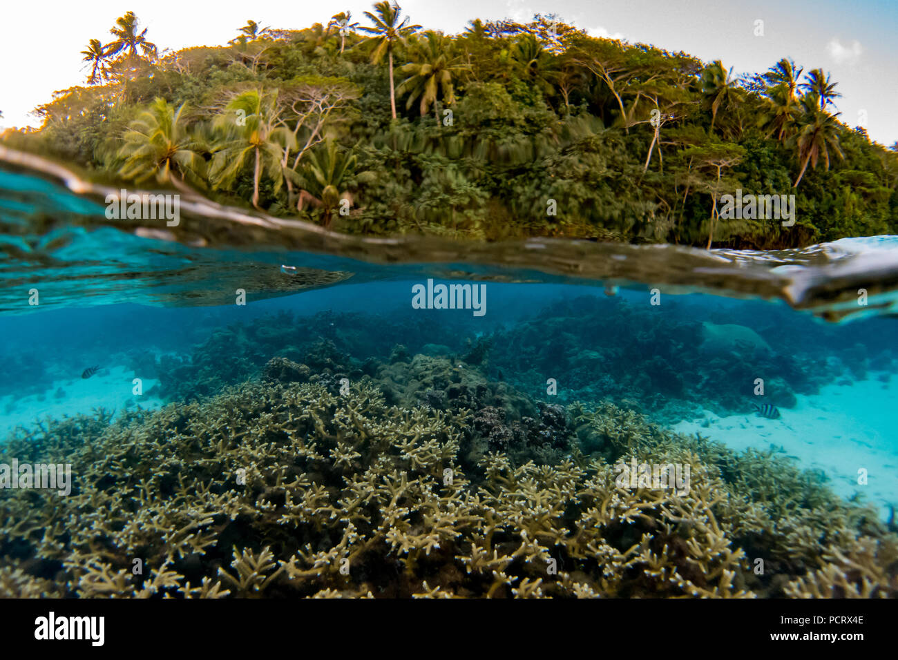 Schnorcheln in der Lagune im Huahine, Französisch Polynesien Stockfoto