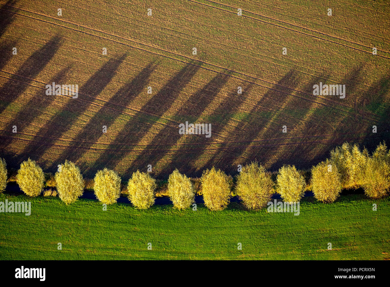 Baum mit Schatten im Herbst, Luftaufnahme von Duisburg, Ruhrgebiet Stockfoto