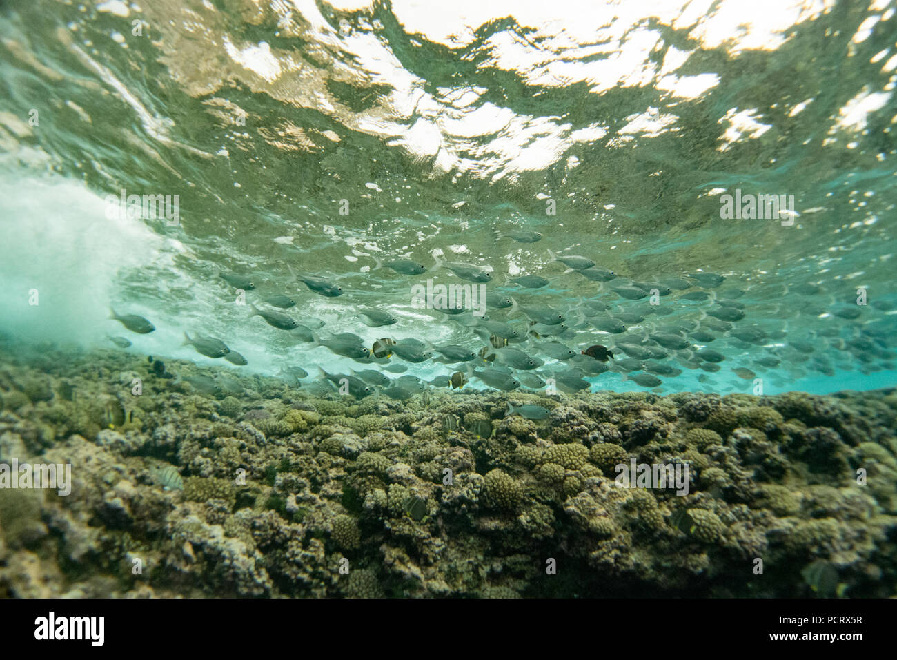 Schnorcheln am uplifted Coral Insel Makatea in Französisch-Polynesien Stockfoto