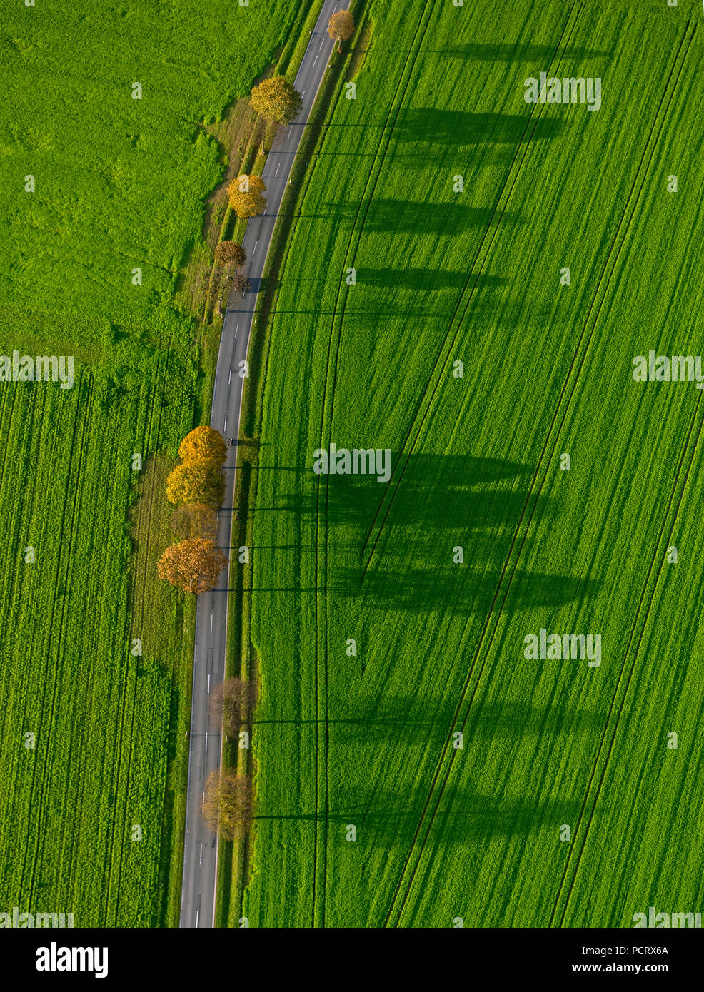 Reihe von Bäumen, Feldern, Blätter im Herbst, Baum, Bäume, Schatten, Strukturen, Luftaufnahme von Werl, Soester Börde Stockfoto