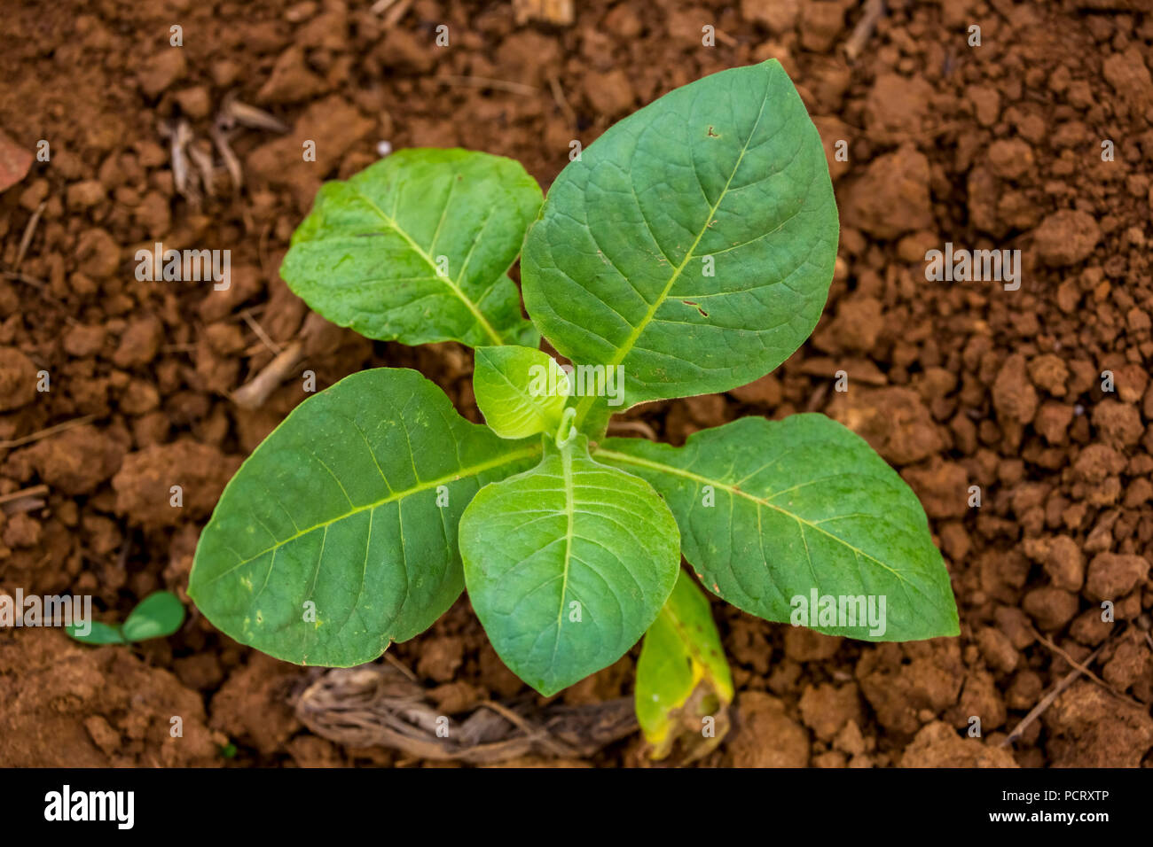 Tabak (Nicotiana), Tabak Pflanzen, Viñales, Kuba, Pinar del Río, Kuba, Reisen, Insel, Großen Antillen, Stockfoto