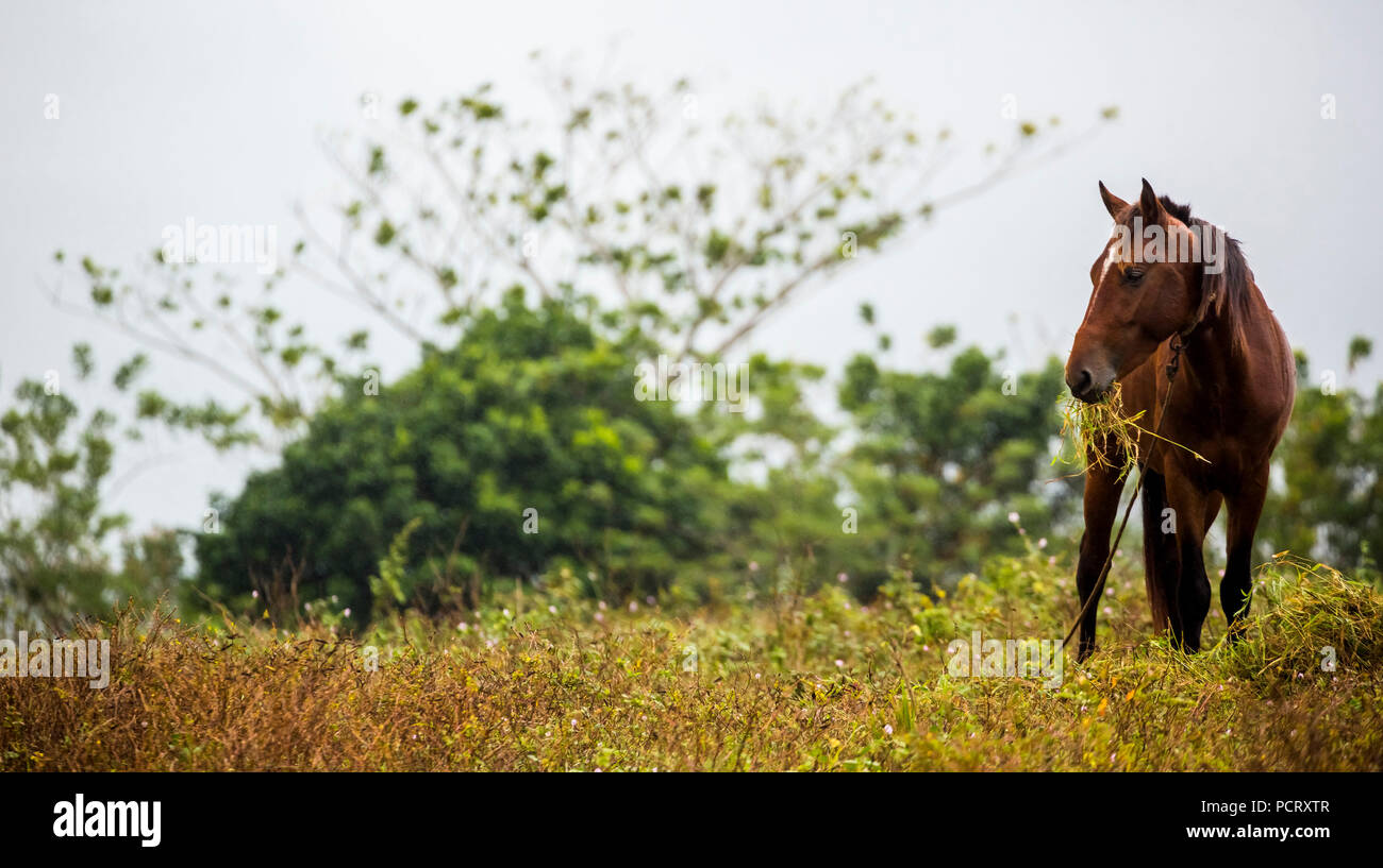 Grasende Pferd im Tal von Vinales, Kuba, Pinar del Río, Kuba Stockfoto