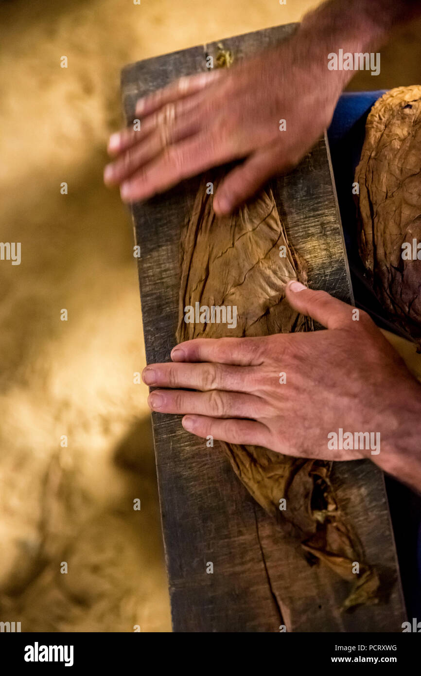 Tabak Landwirt, Tabak Bauer Luis Manne Alvares Rodrigues schnitten und Rollen einer Zigarre aus Tabak, Tabak Bauernhof im Tal von Vinales, Viñales, Kuba, Pinar del Río, Kuba Stockfoto