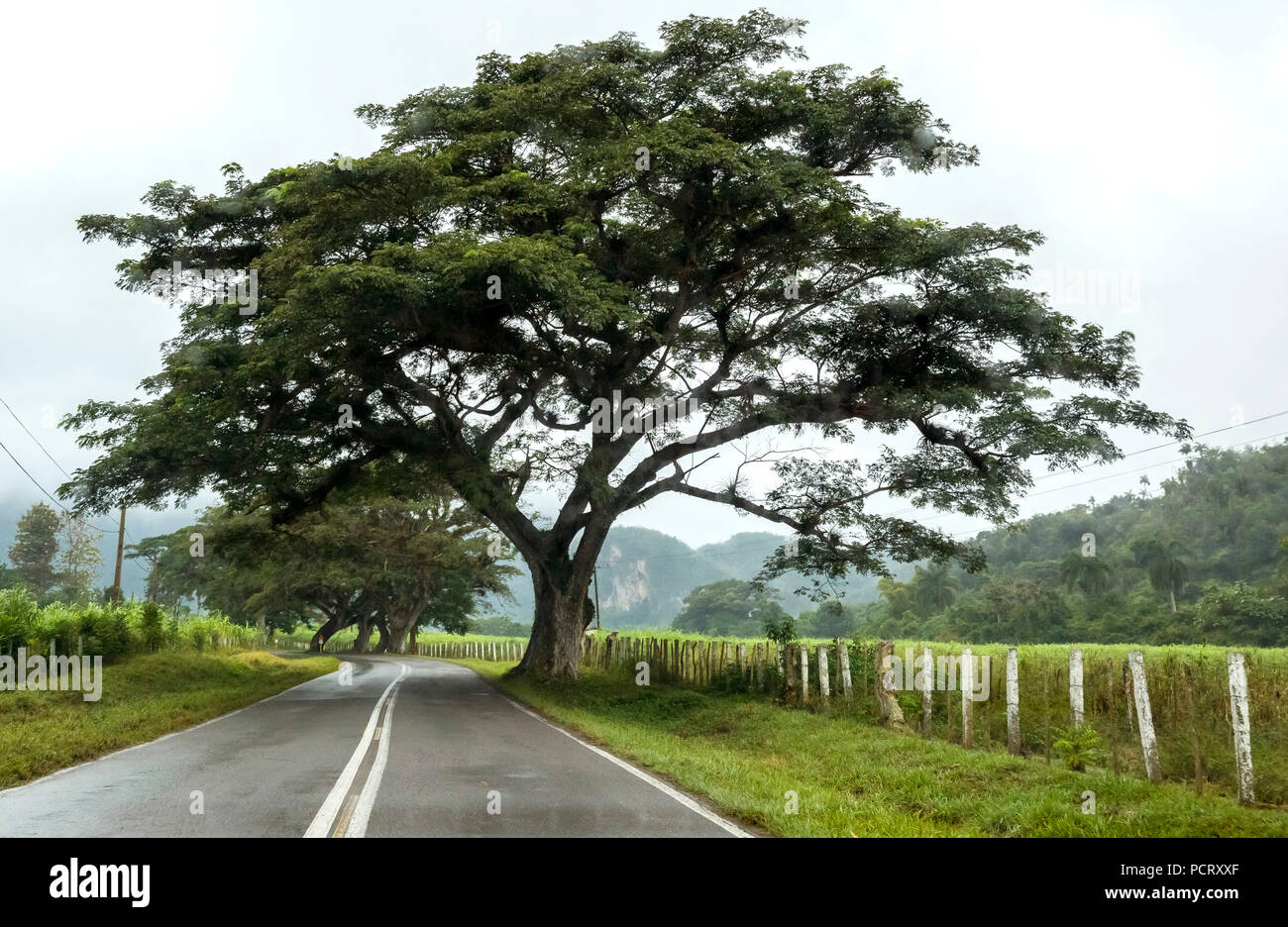 Große Bäume und eine zweispurige Landstraße, Viñales, Kuba, Pinar del Río, Kuba Stockfoto