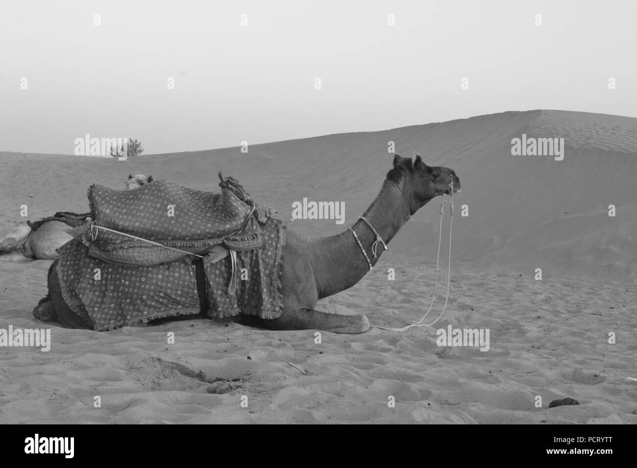 Kamele in Rajasthan, Indien Stockfoto