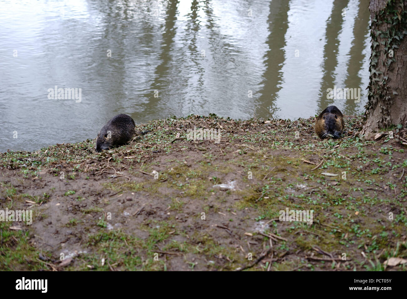 Ein paar Biber sitzen an einem Flussufer und Nibbeln an Zweigen und Gräsern Stockfoto