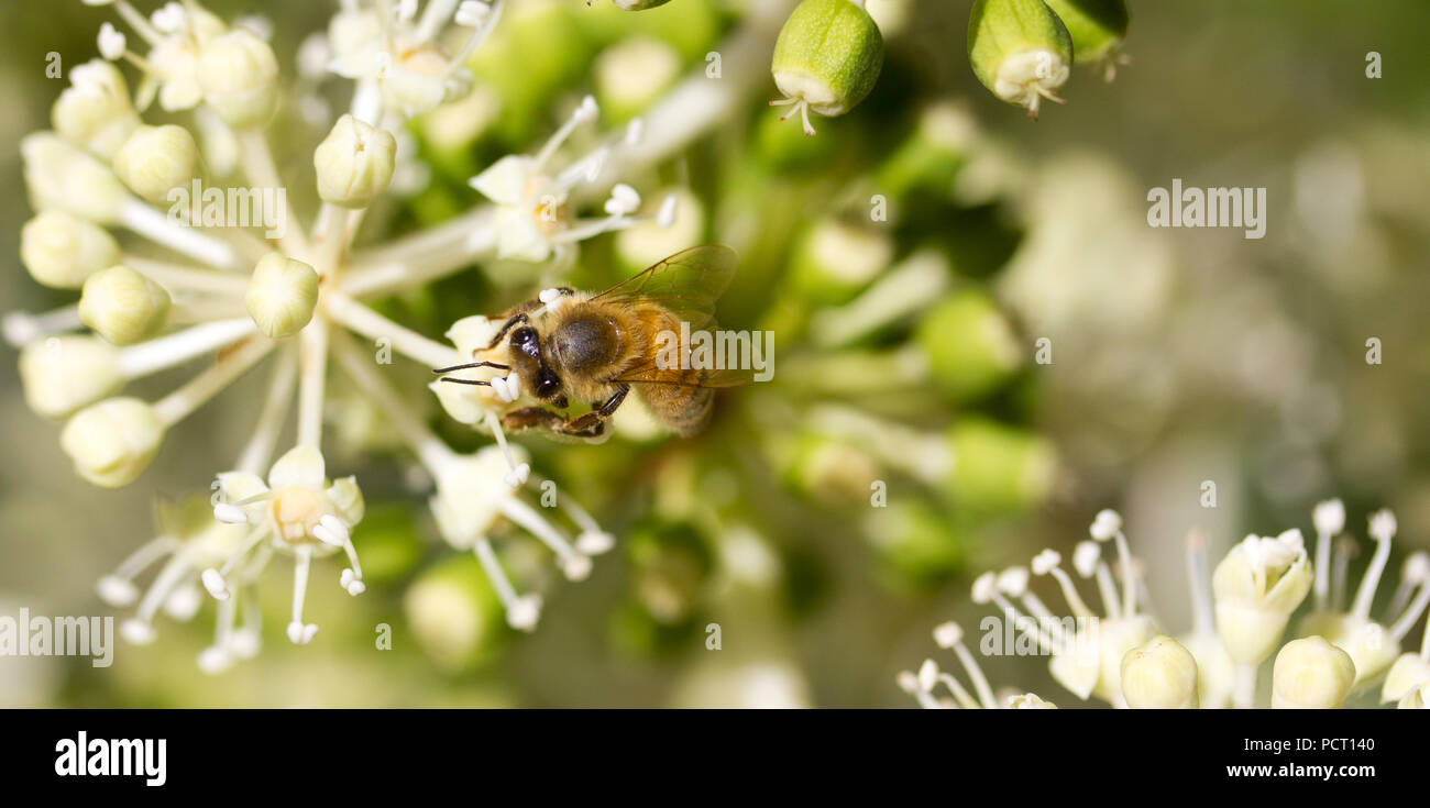 Sammeln von Blütenpollen auf weiße Blume mit unscharfen grünen Hintergrundfoto Stockfoto