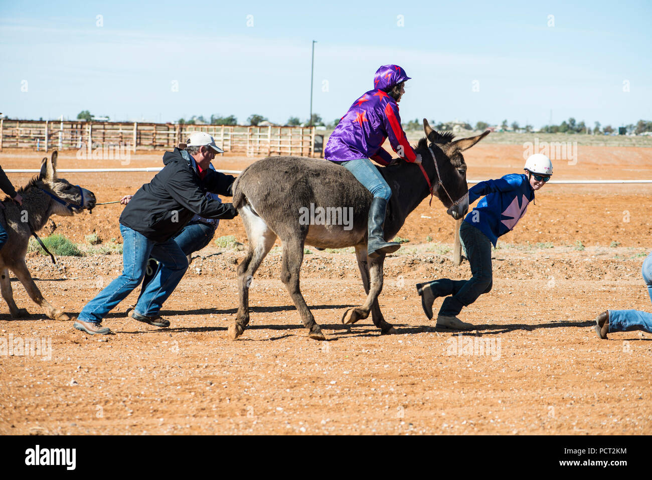 Kamel-rennen, Marree, Outback Australien Stockfoto
