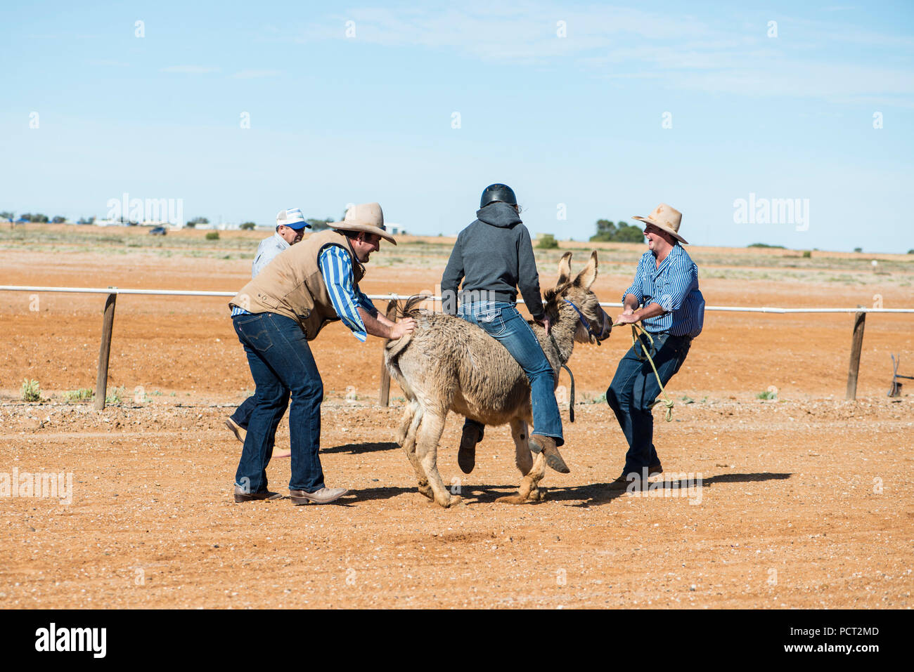 Kamel-rennen, Marree, Outback Australien Stockfoto