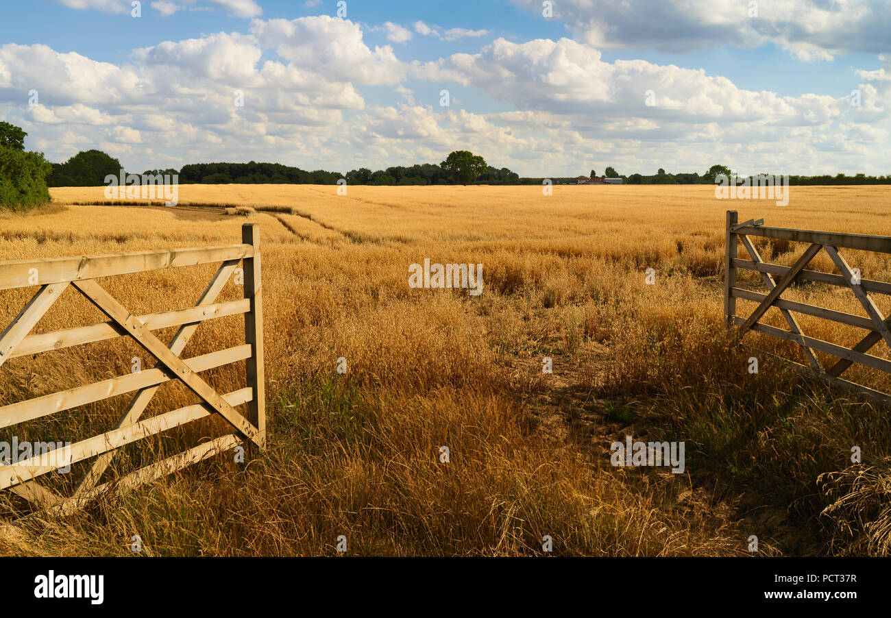 Bauernhof in landwirtschaftliche Landschaft mit Hafer Korn crop Reifung im Sommer in Beverley, Yorkshire, Großbritannien führenden Öffnen. Stockfoto
