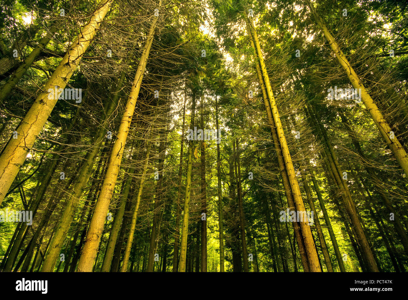 Low Angle View der hohen Bäume in den öffentlichen Parks. Stockfoto