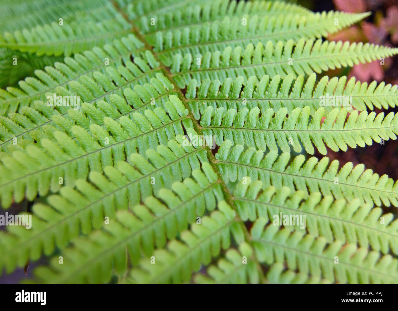 Grnen Farn, Adlerfarn, wilde Pflanzen, Unkraut in Wales Vereinigtes  Knigreich britische Wildpflanzen Stockfotografie - Alamy