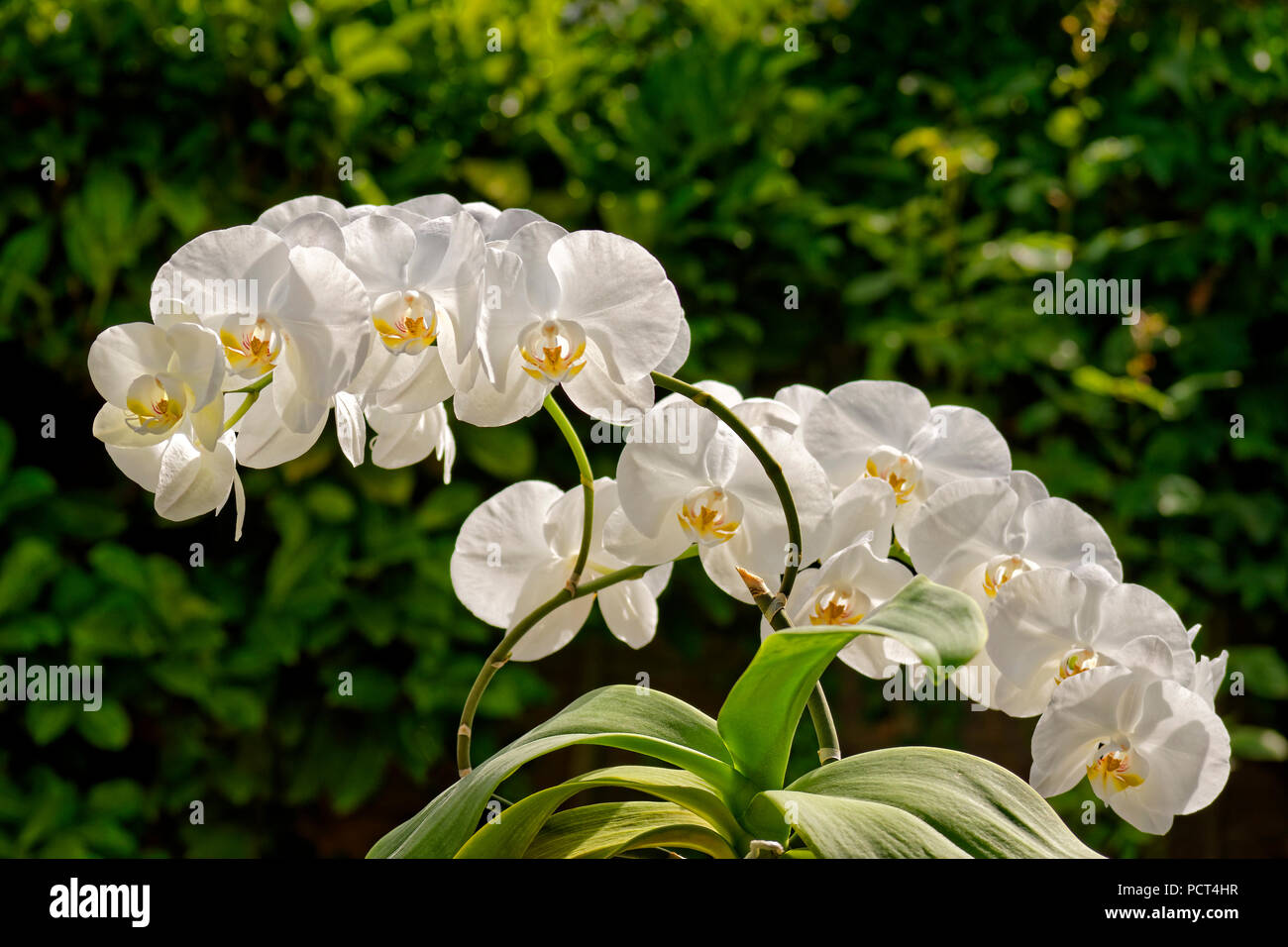 Weiße Orchidee manchmal „Moth“ Orchidee genannt. Phalaenopsis Hybrid. Stockfoto