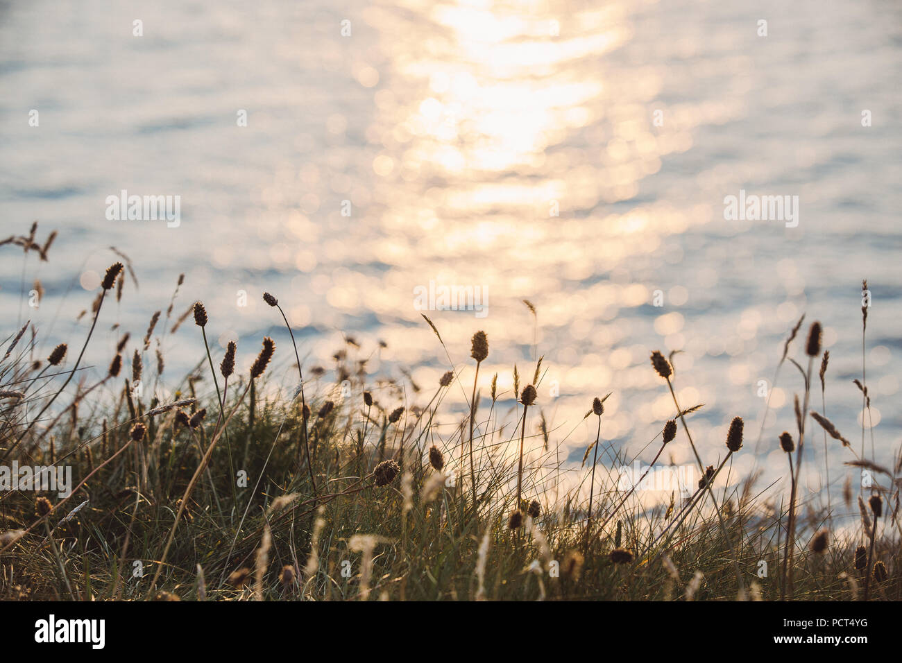 Sonnenuntergang über dem Meer dargestellt durch wilde Blumen, Llyn Halbinsel, North Wales, UK Stockfoto