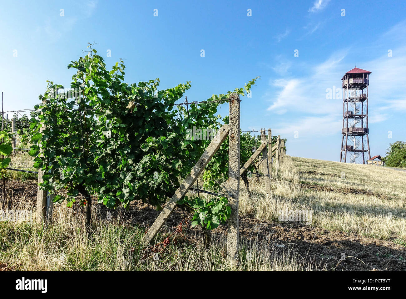 Turm im Weinberg, Pritlucka hora in der Nähe von Zajeci Dorf, Weinregion, Südmähren, Tschechische Republik Stockfoto