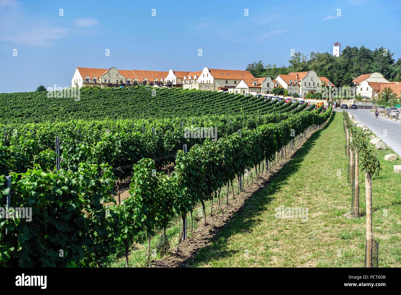 Tschechische Weinberge, Weingut U Kaplicky in der Nähe von Zajeci Dorf, Südmähren, Tschechische Republik Weinregion Landschaft Stockfoto