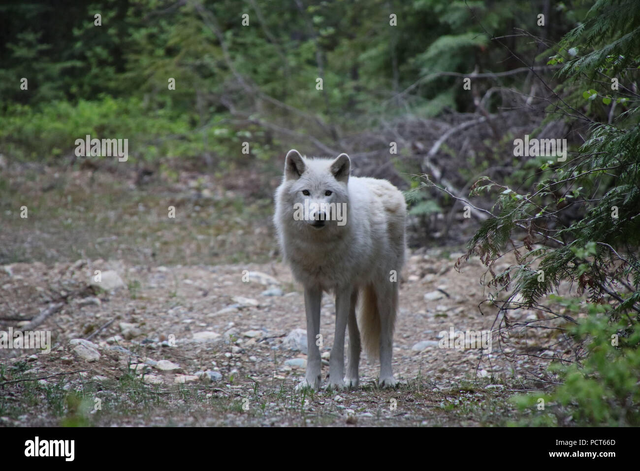 Grauer Wolf. Golden, British Columbia, Kanada Stockfoto