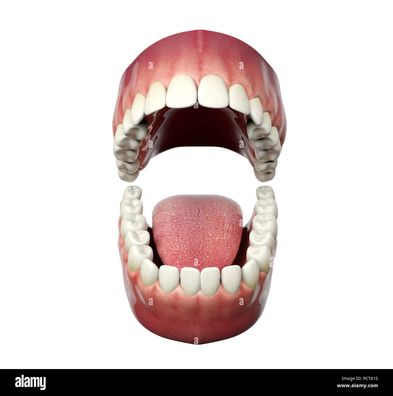 Menschlichen Zähnen öffnen auf weißem Hintergrund, 3D-Rendering Stockfoto
