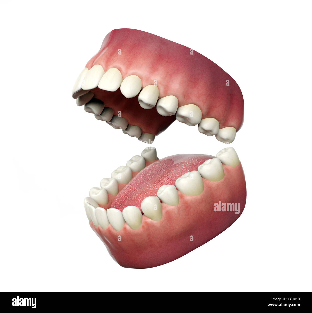 Menschlichen Zähnen öffnen auf weißem Hintergrund, 3D-Rendering Stockfoto