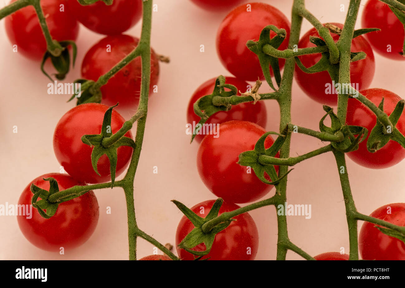 Frisch Strauchtomaten auf einer Tomate Rebsorten ausgewählt. Stockfoto