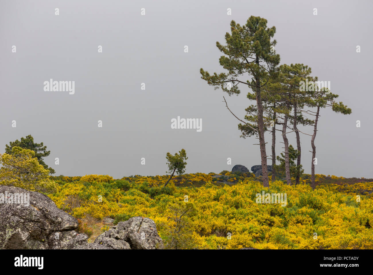 Karge Hochebenen mit Ginster Büsche in der Blüte in der Sierra tun, Alvao Mondrões, Vila Real district, Portugal, Europa Stockfoto