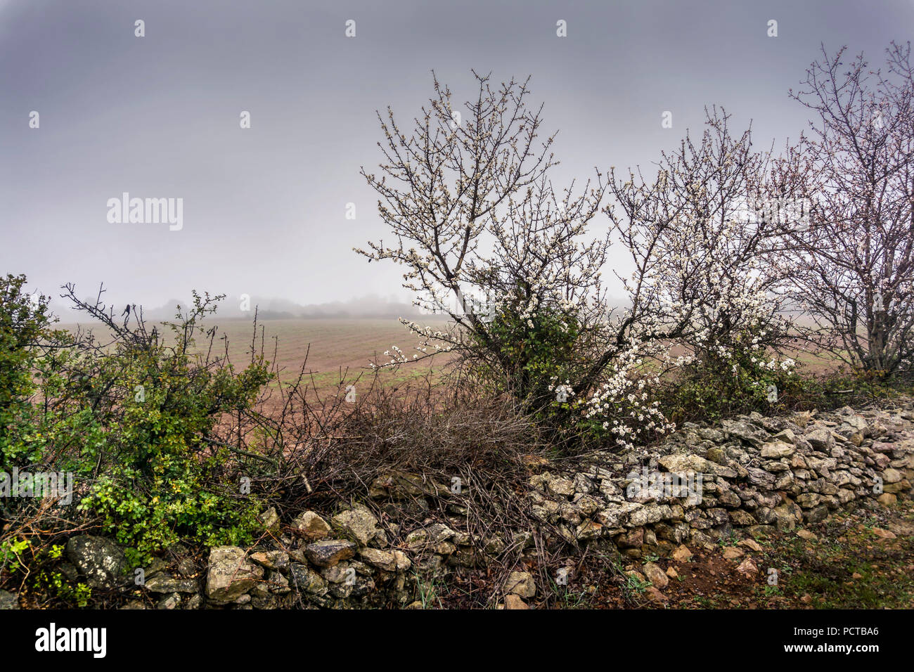 Mandelbäume und Feld im Nebel um Villespassans Stockfoto