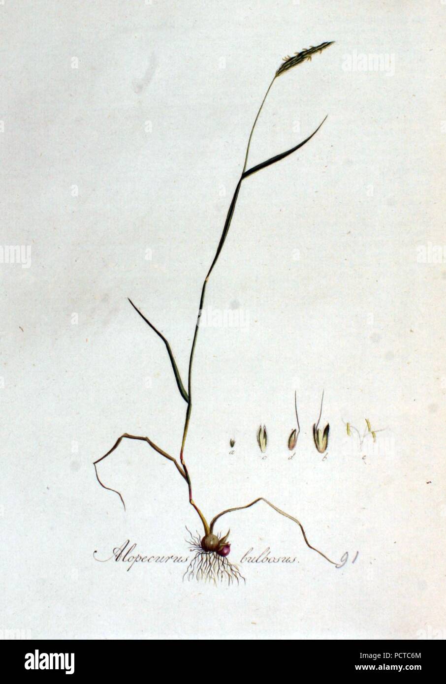 Alopecurus bulbosus - Flora Batava - Band v 2. Stockfoto