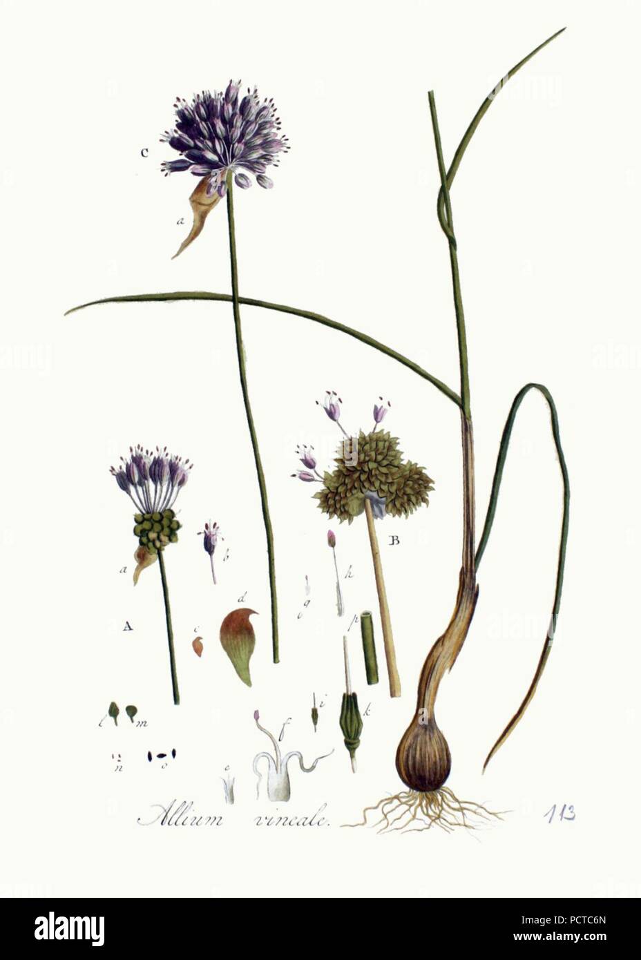 Allium vineale - Flora Batava - Band v 2. Stockfoto