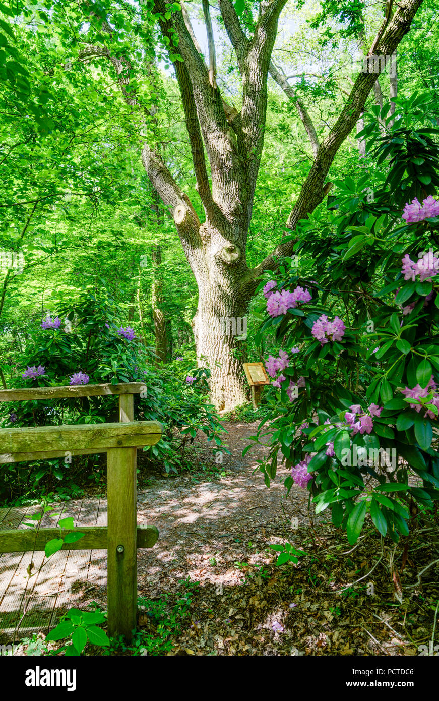 Idylle an der Wassermhle Howiek, Rhododendron, Bad Zwischenahn, Denkmal,  Niedersachsen, Deutschland Stockfotografie - Alamy