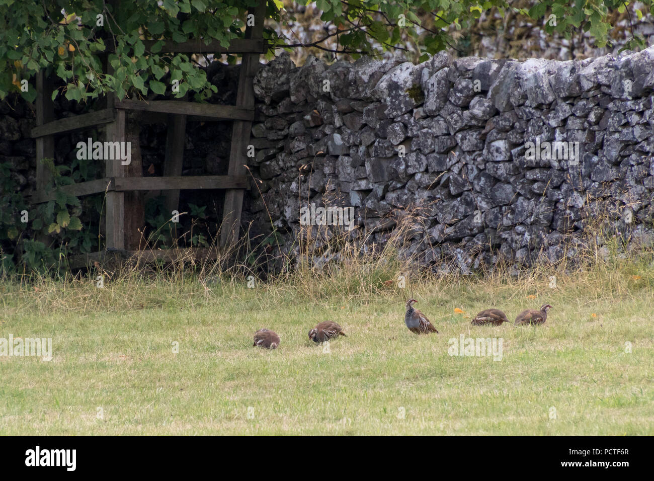 Ein Schwarm Rebhühner in ein Feld an Conistone in den Yorkshire Dales Stockfoto