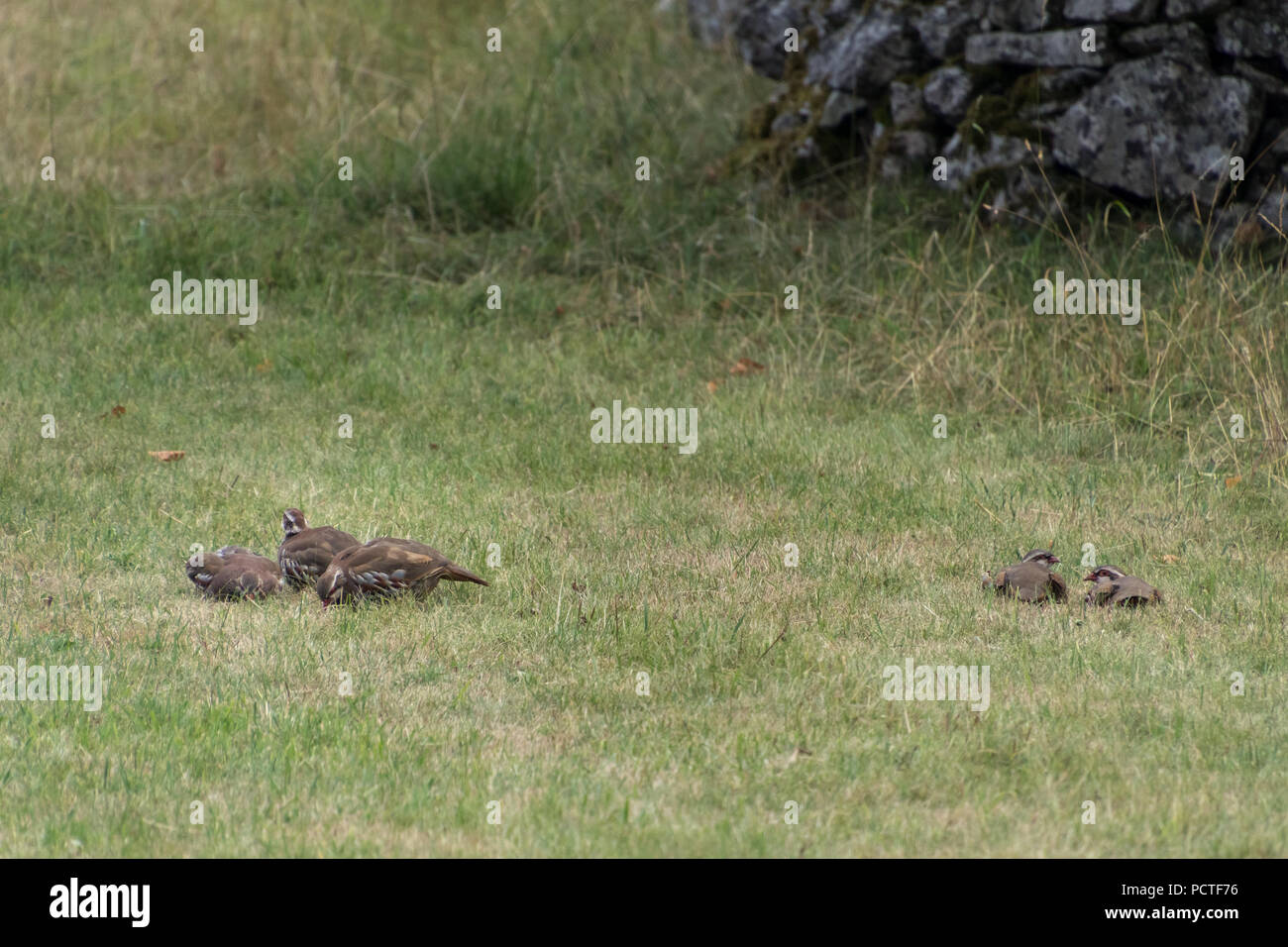Ein Schwarm Rebhühner in ein Feld an Conistone in den Yorkshire Dales Stockfoto