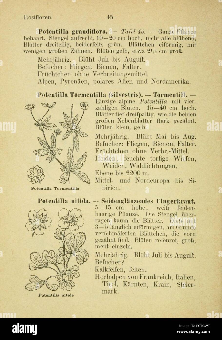 Alpen-Flora (Seite 89) Stockfoto