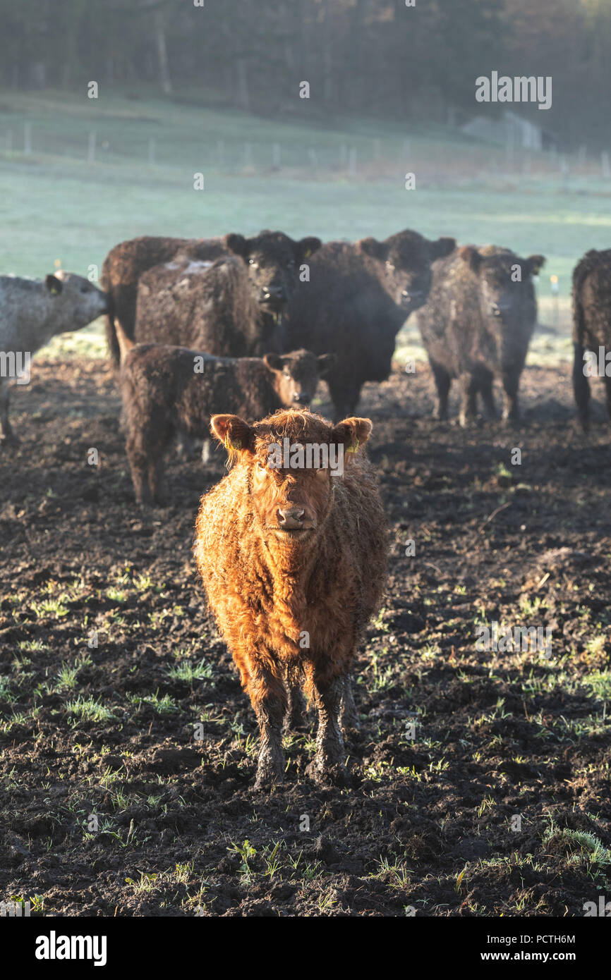 Junge Braune Galloway Kuh nähert sich der Fotograf, Portrait Stockfoto