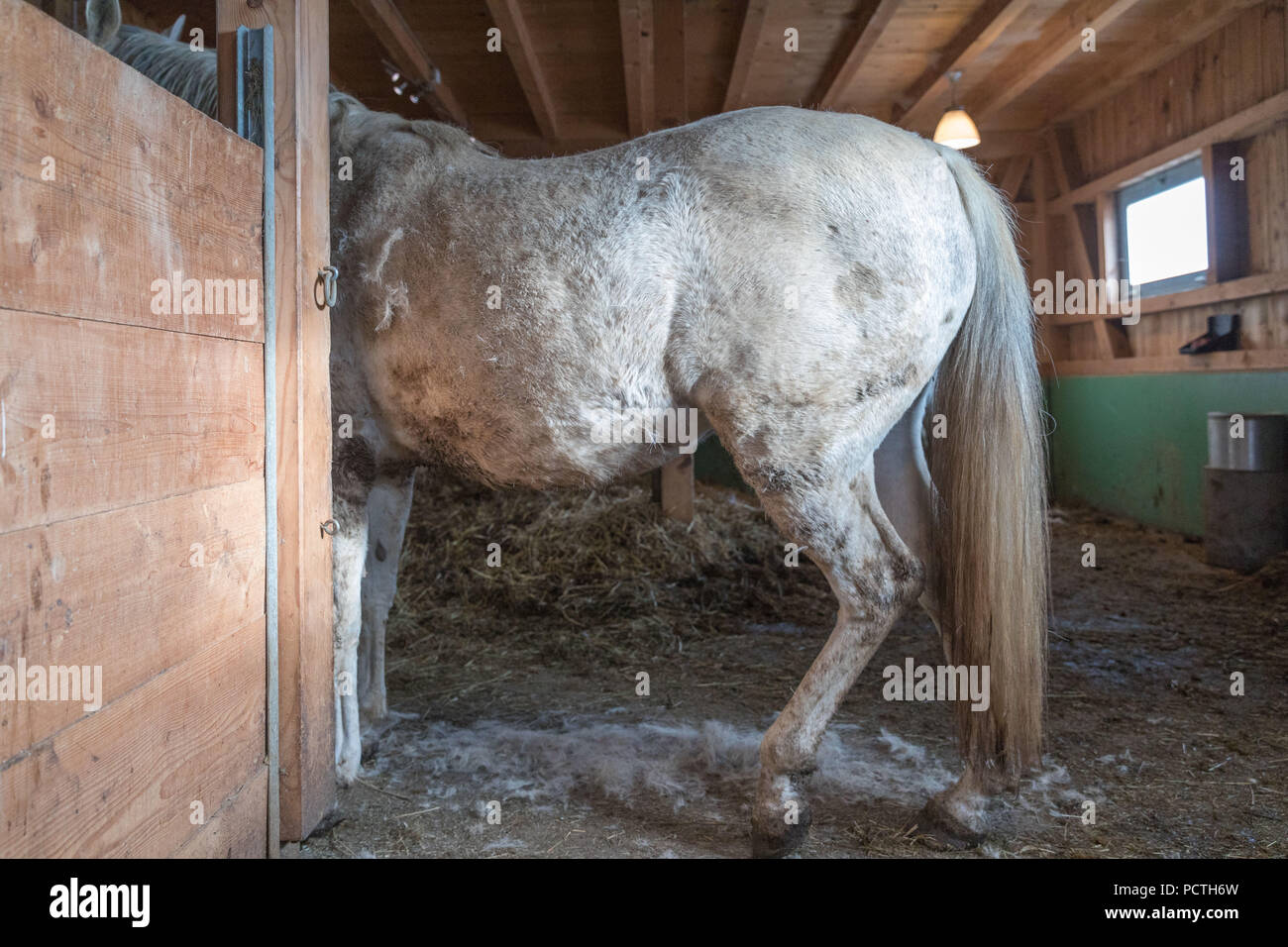 Shagya Araber Pferd im Stall, Gesäß sichtbar, Deutschland, Bayern Stockfoto