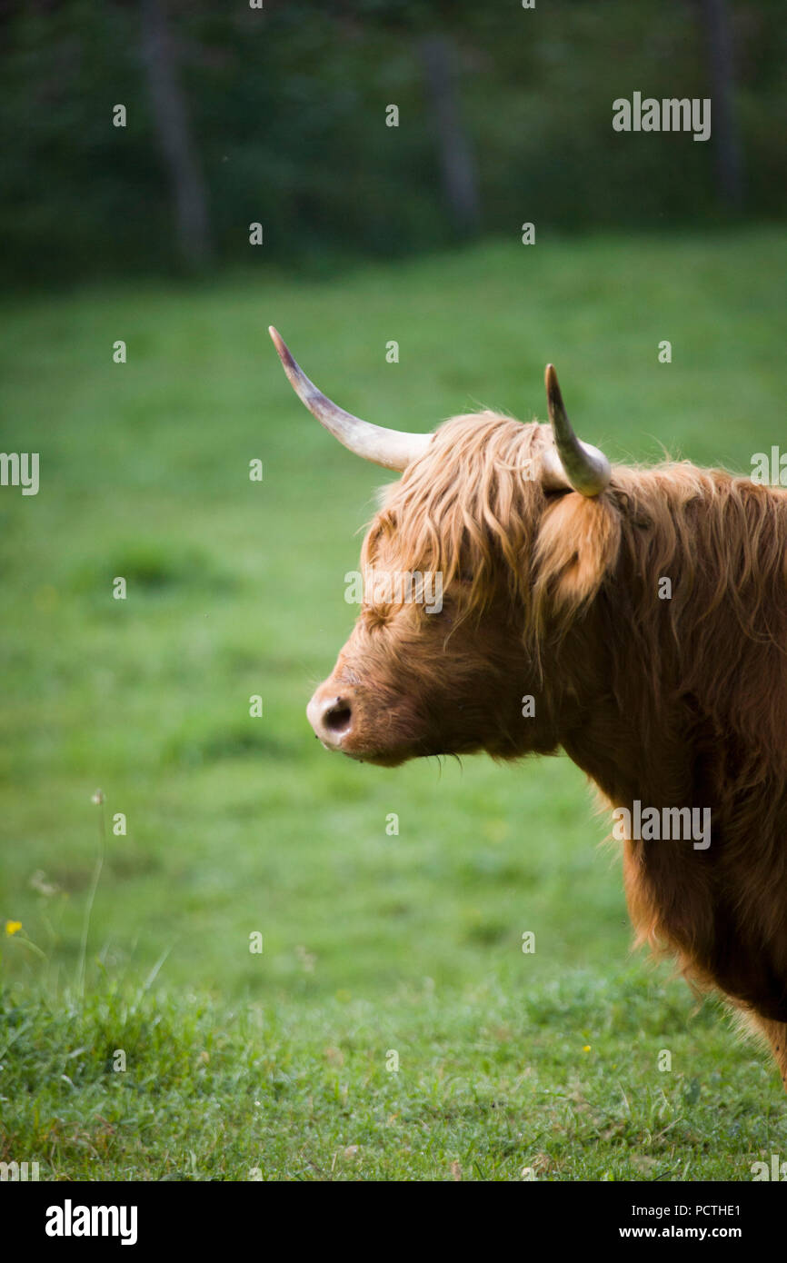 Scottish Highland Rinder auf der Weide, Profil Stockfoto