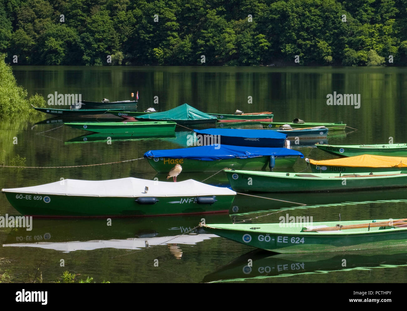 Deutschland, Hessen, Vöhl, Natur und Nationalpark Kellerwald-Edersee, bunte Boote auf der Bank der Edersee, Nilgans sitzen auf dem Boot, Urwald Trail Stockfoto