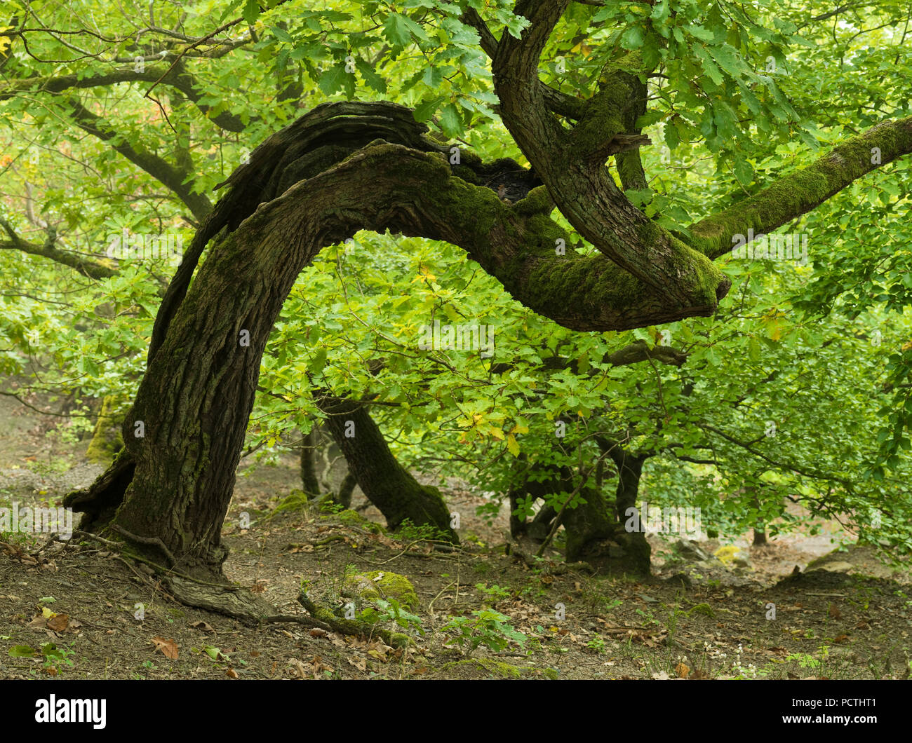 Deutschland, Hessen, Vöhl, Natur und Nationalpark Kellerwald-Edersee, steilen Hang mit knorrigen dumast Eichen an der kahlen Hardt, manchmal bis zu 1000 Jahre alte Eichen, Urwald, Trail, knorrige Buche Trail Stockfoto