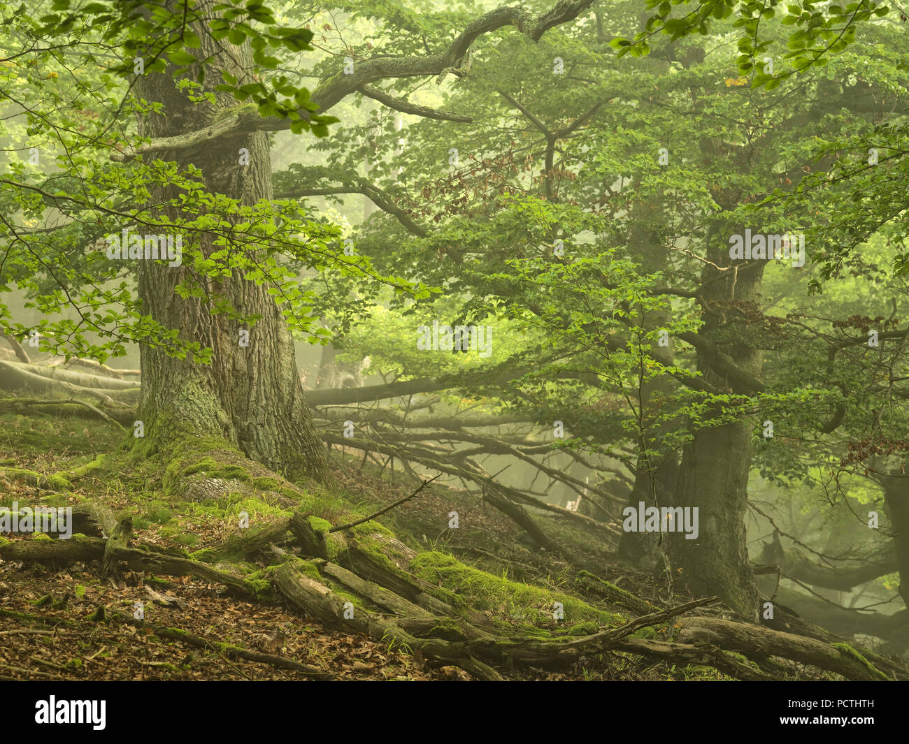 Deutschland, Hessen, Vöhl, Natur und Nationalpark Kellerwald-Edersee, Eichen und Buchen an der Mühlecke, Urwald Trail Stockfoto