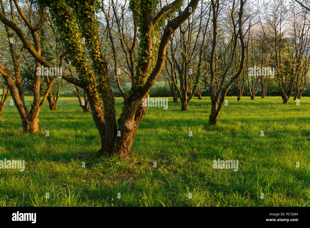 Blühende Kirschbäume im Frühling, Kleinheubach, Miltenberg, Main, Miltenberg, Spessart, Bayern, Deutschland Stockfoto