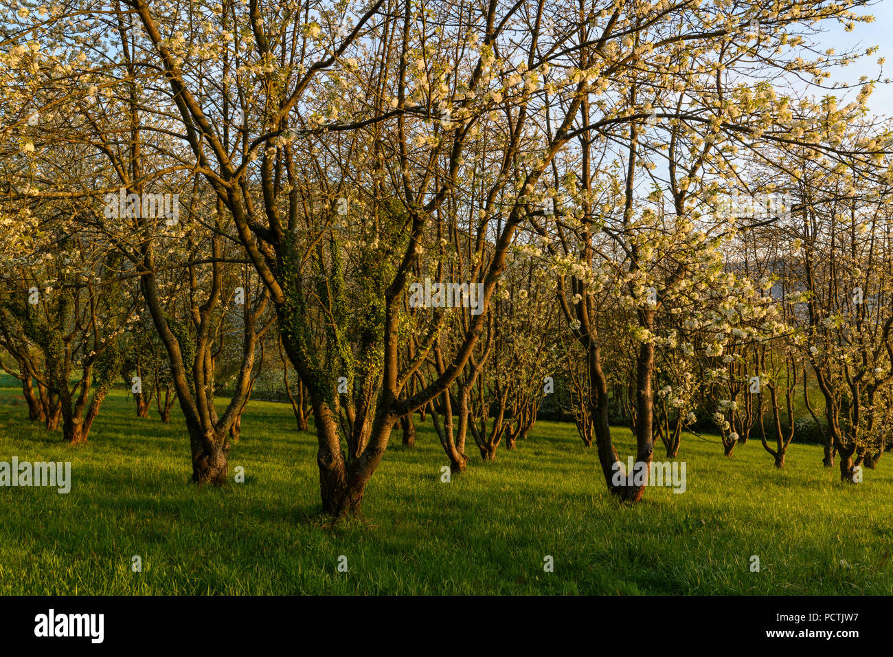 Blühende Kirschbäume im Frühling, Kleinheubach, Miltenberg, Main, Miltenberg, Spessart, Bayern, Deutschland Stockfoto